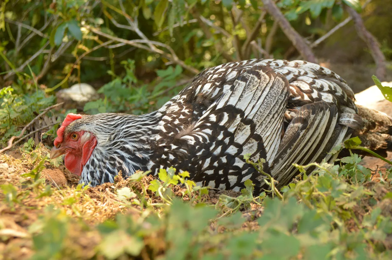 Ein silberfarbenes Huhn nimmt ein Staubbad in trockener Erde